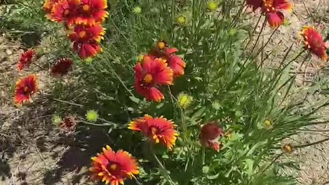 Red and yellow flowers competing to open