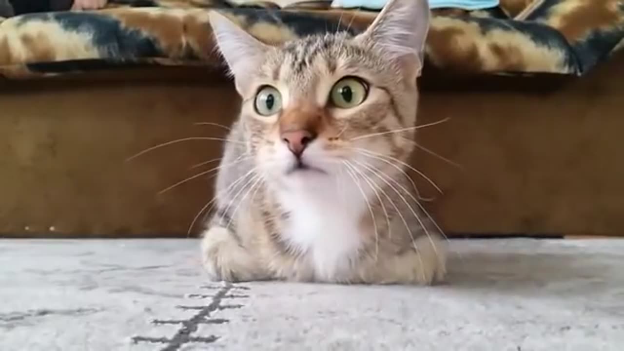 Cat watching Horror Movie