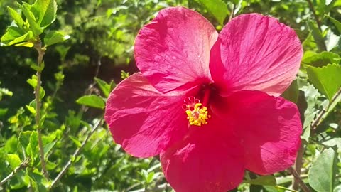 Hibiscus flowers 02