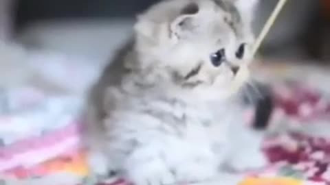 cute kitten too