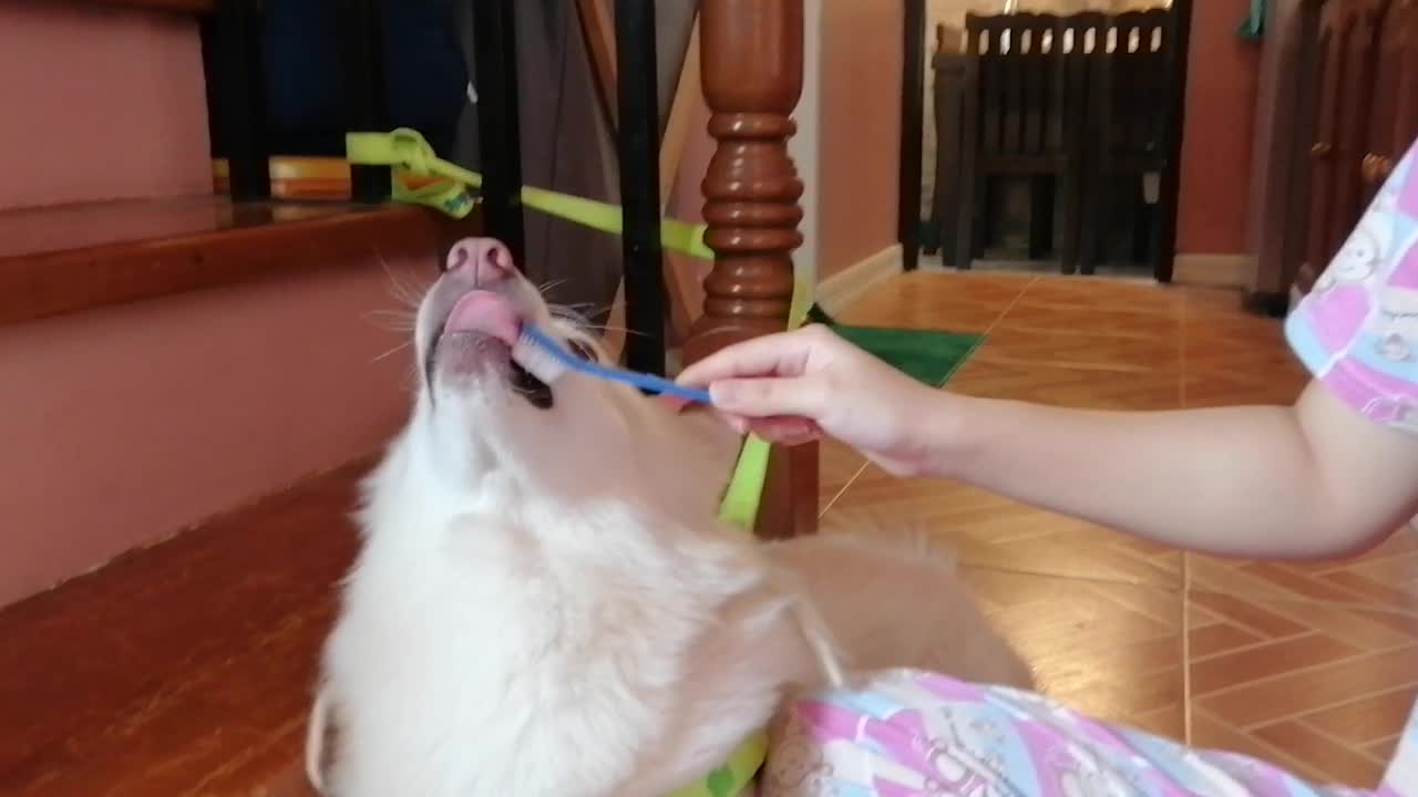 Cute Dog toothbrush time❤️🐶