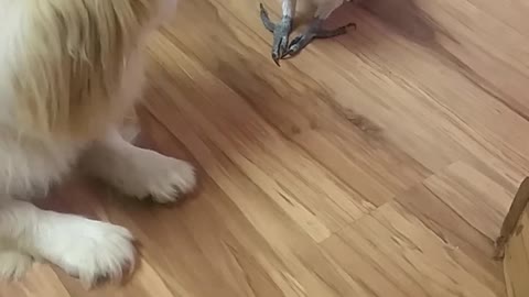 Parrot Teases Pouting Pooch