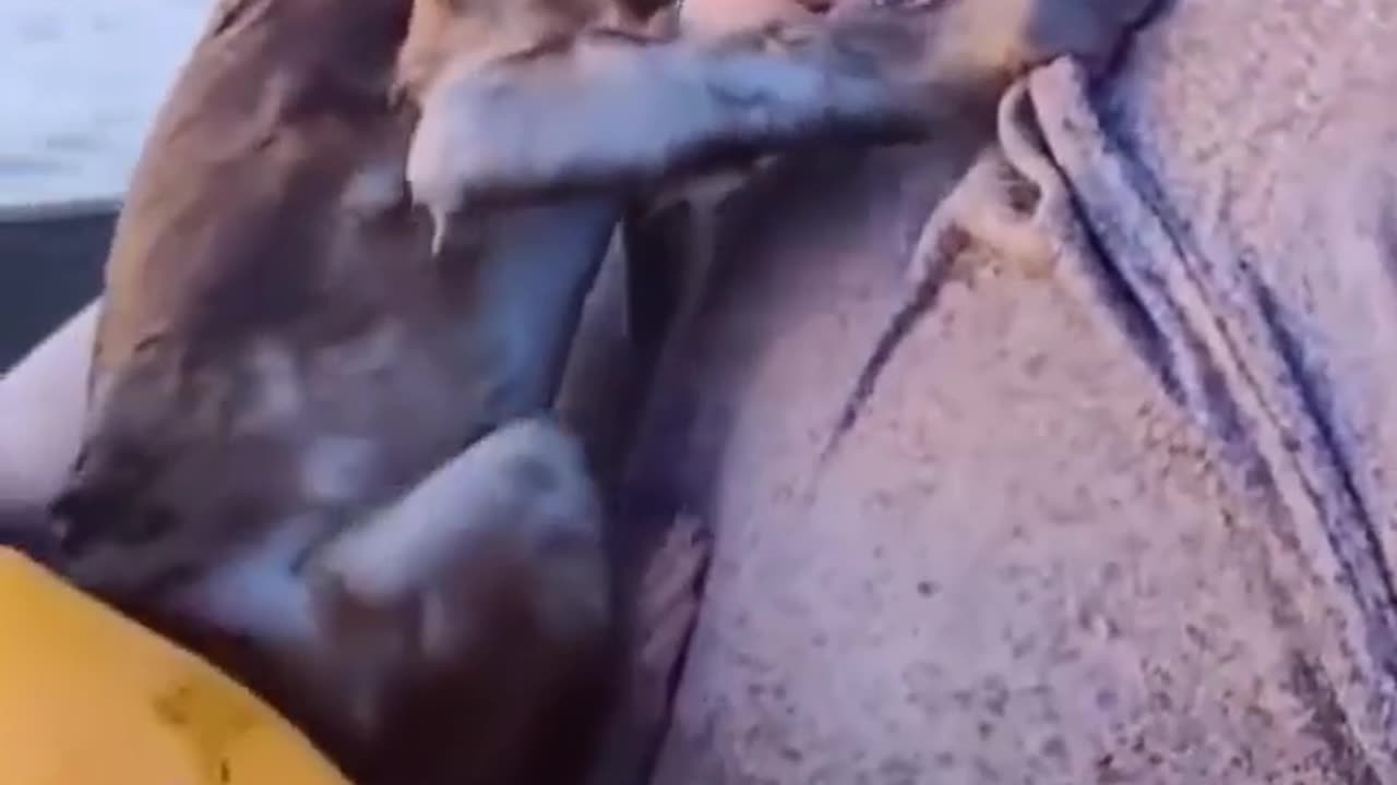 The Monkey Was Rescued From The Net in The River #shorts #viral #shortsvideo #video