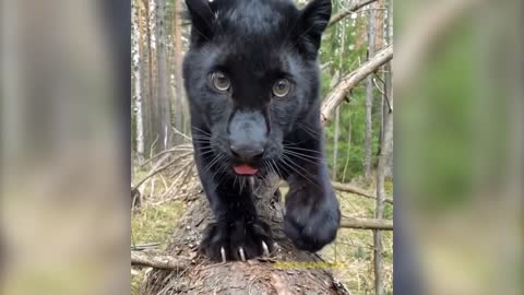 A beautiful wild cat