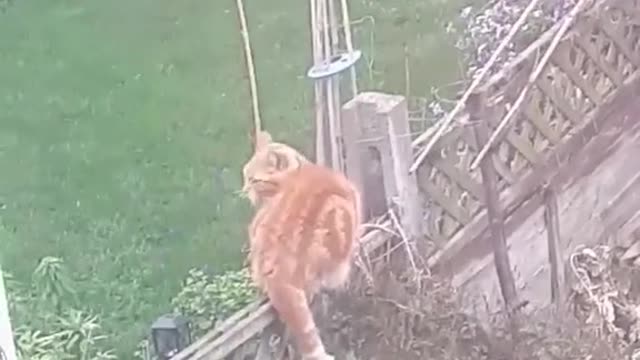 Cat against birds!!