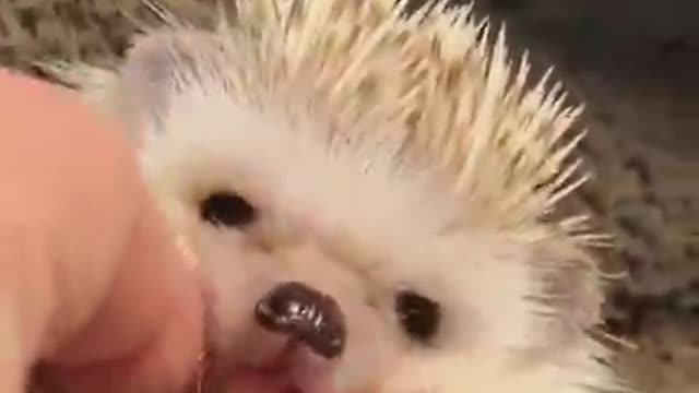 This little hedgehog likes to let me pinch his face.