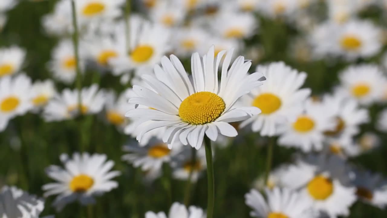 Beautiful daisies delight the eye