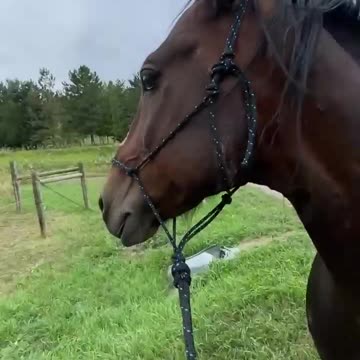 Bandito’s first trim