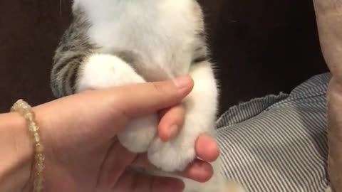 No bite of cat food is a waste of shoveler fun