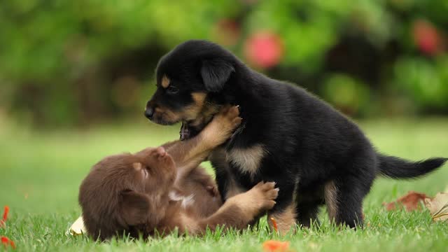 Cute puppy dog playing in the green park