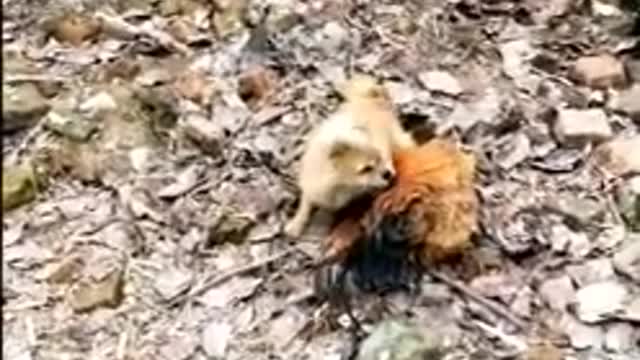 Chicke Funny Dog Fight Videos