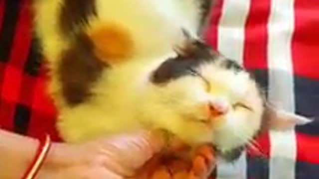 Cute and Funny Cat Videos