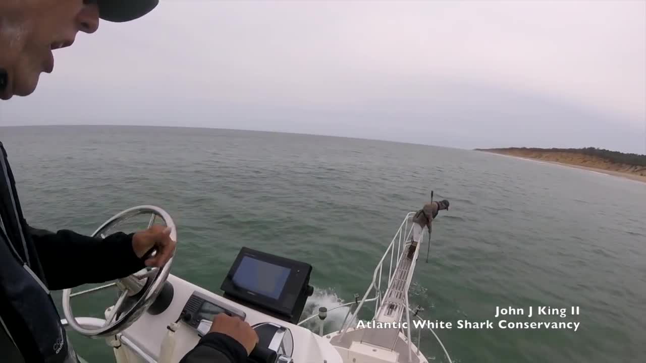 White shark jumps out of water to attack man