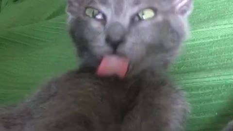 Grey cat licks shoulder weirdly