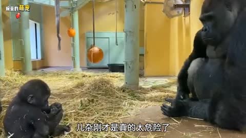 Gorilla watching baby