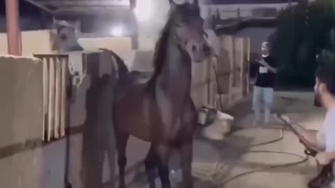 Unstable Horse