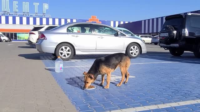 Dog at Parking Lot was Begging for food Until This Woman Spotted him