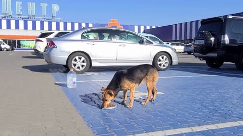 Dog at Parking Lot was Begging for food Until This Woman Spotted him