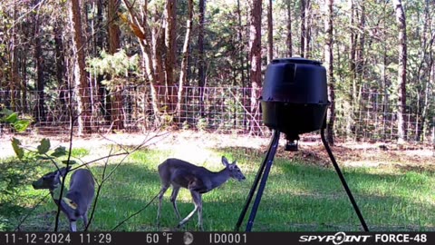 Update: Trail camera, deer feeder, rabbit plot.