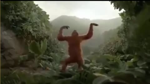 Monkey funny dance