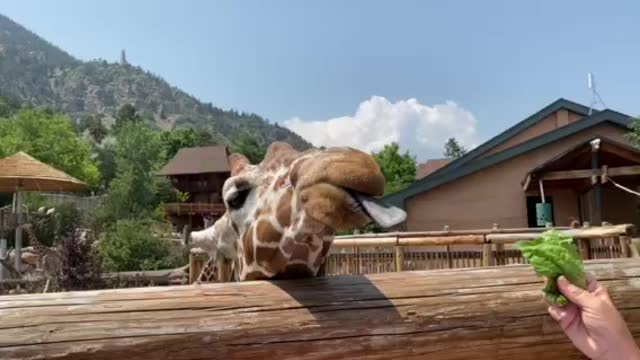 Giraffe eating lettuce yum!