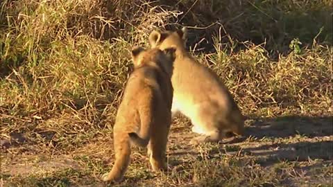 Kids Lion Facts