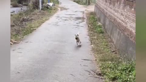 Taking stock of the dog's unlucky moments, this laughing merit is all gone