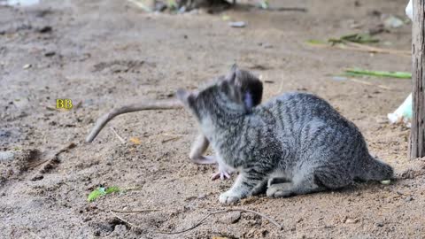 Monkey and cat funny video