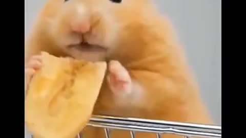 AWW SO CUTE! Cutest baby animals Videos Compilation Cute moment of the Animals - Cutest Animals