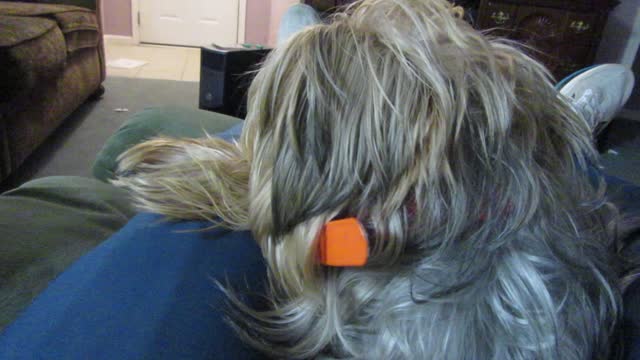 Chewy likes his neck scratches, and he lets me know it.
