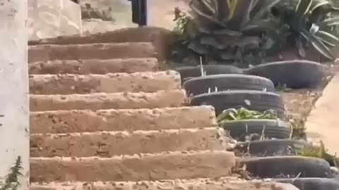 Funny Video