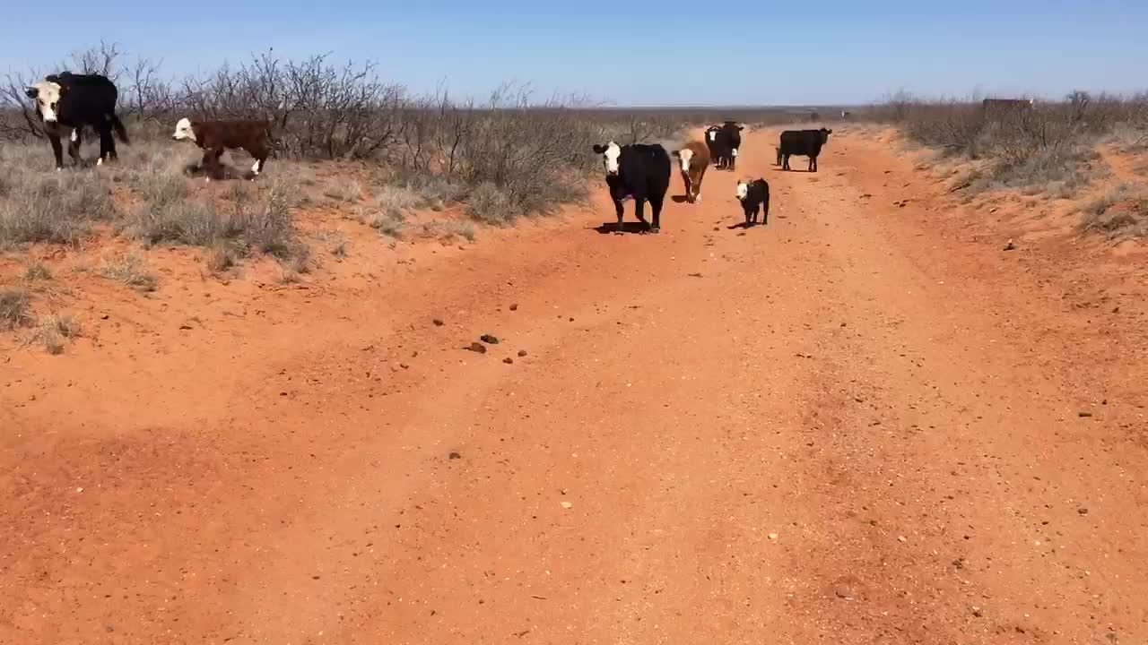 90- One iron running age Angus/Hereford/baldies.