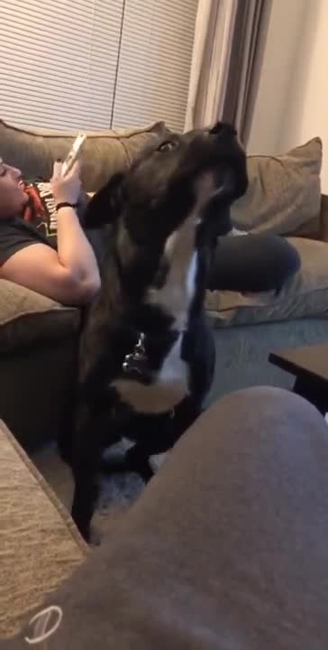 9.Twerking dog 😅 #shorts