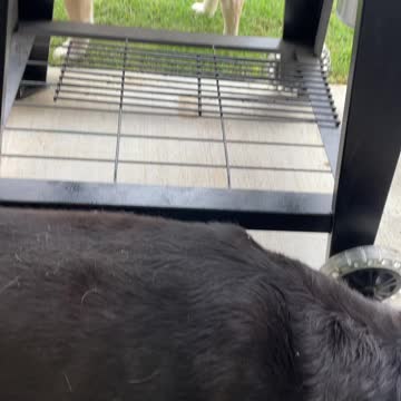 Dogs hogging my space!