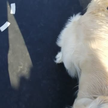 Jumping Joshy Boy 🤩