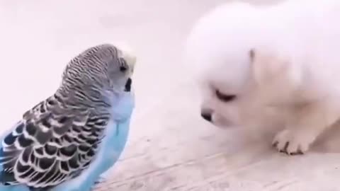 Cute baby dog 🐕 and cute 🐦 bird