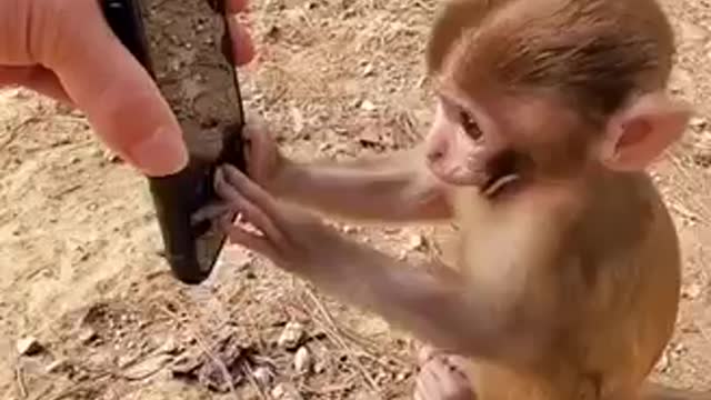 How to take a selfie 🐵🤳