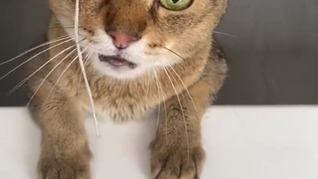 Angry Cat 😡😾😾