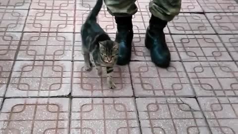 Kitten Marches with Soldier