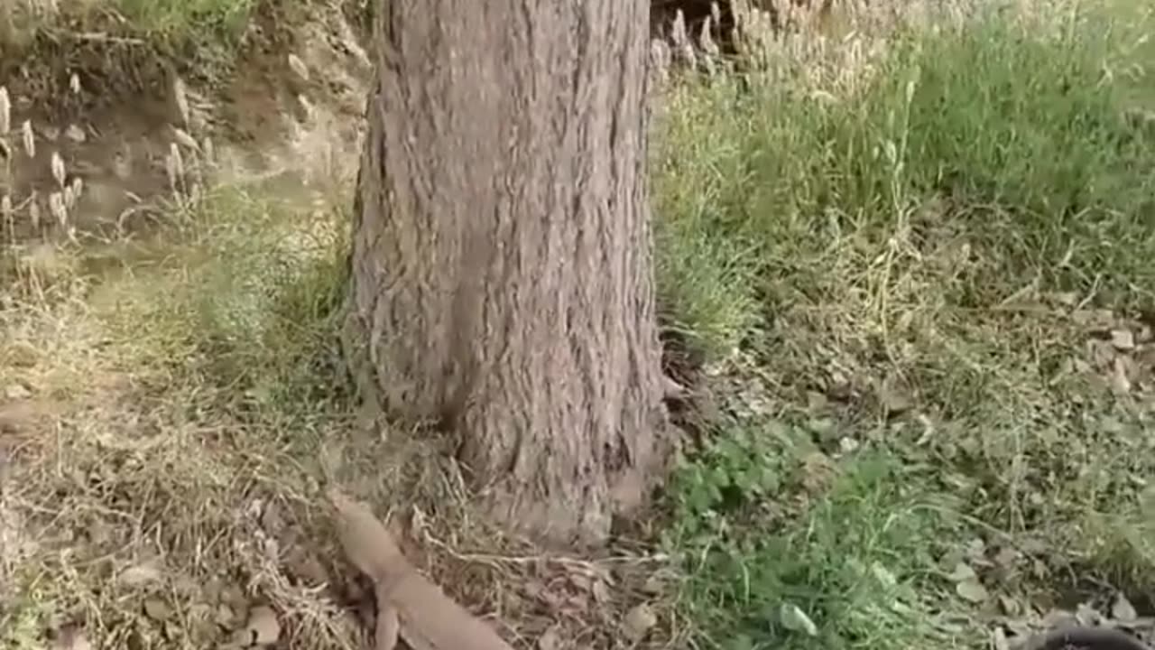 monitor lizard attacks cobra snake for lunch II cobra counter attack