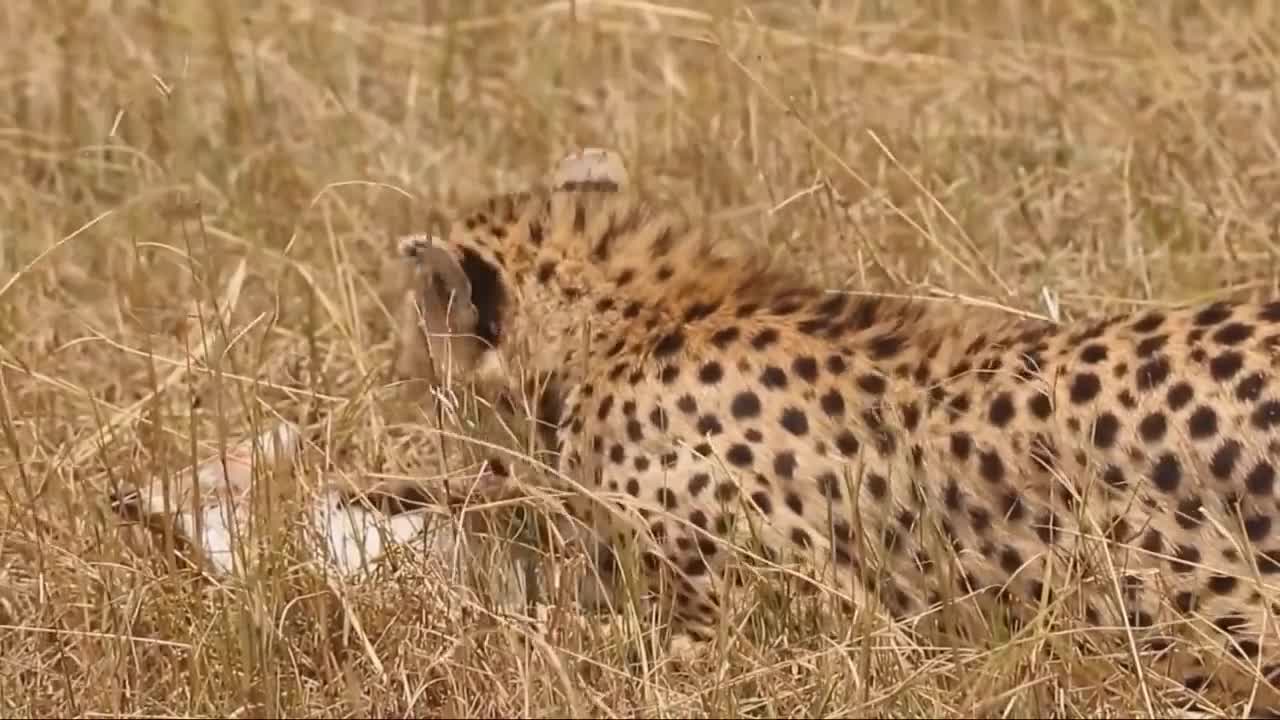 «Terrible Battle ! Tragic death Impala before Cheetah | Cheetah attack eat live Baby Deer | Wi