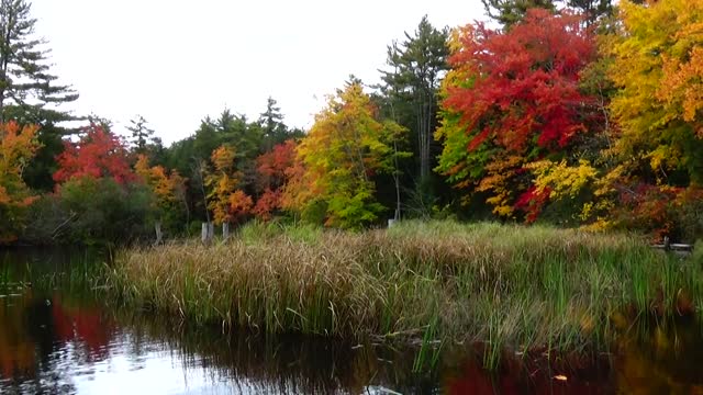 River Foliage