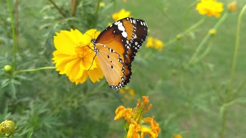 Amazing Yellow Butterfly