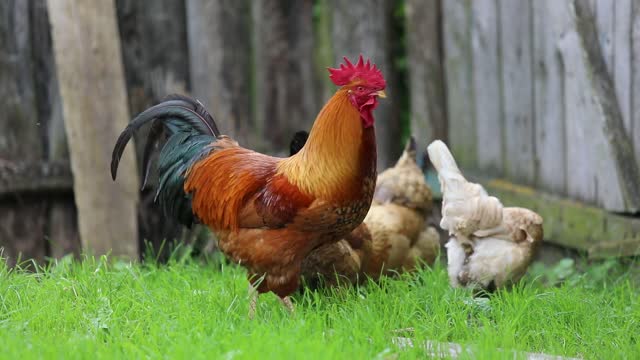 Rooster and chickens are walking on the farm