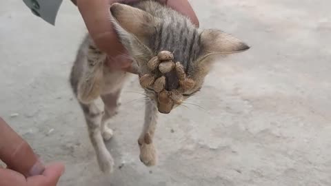 help poor Kitten