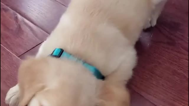 Dog Deals with that Icy thing.