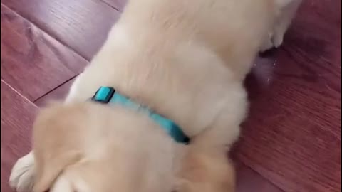 Dog Deals with that Icy thing.