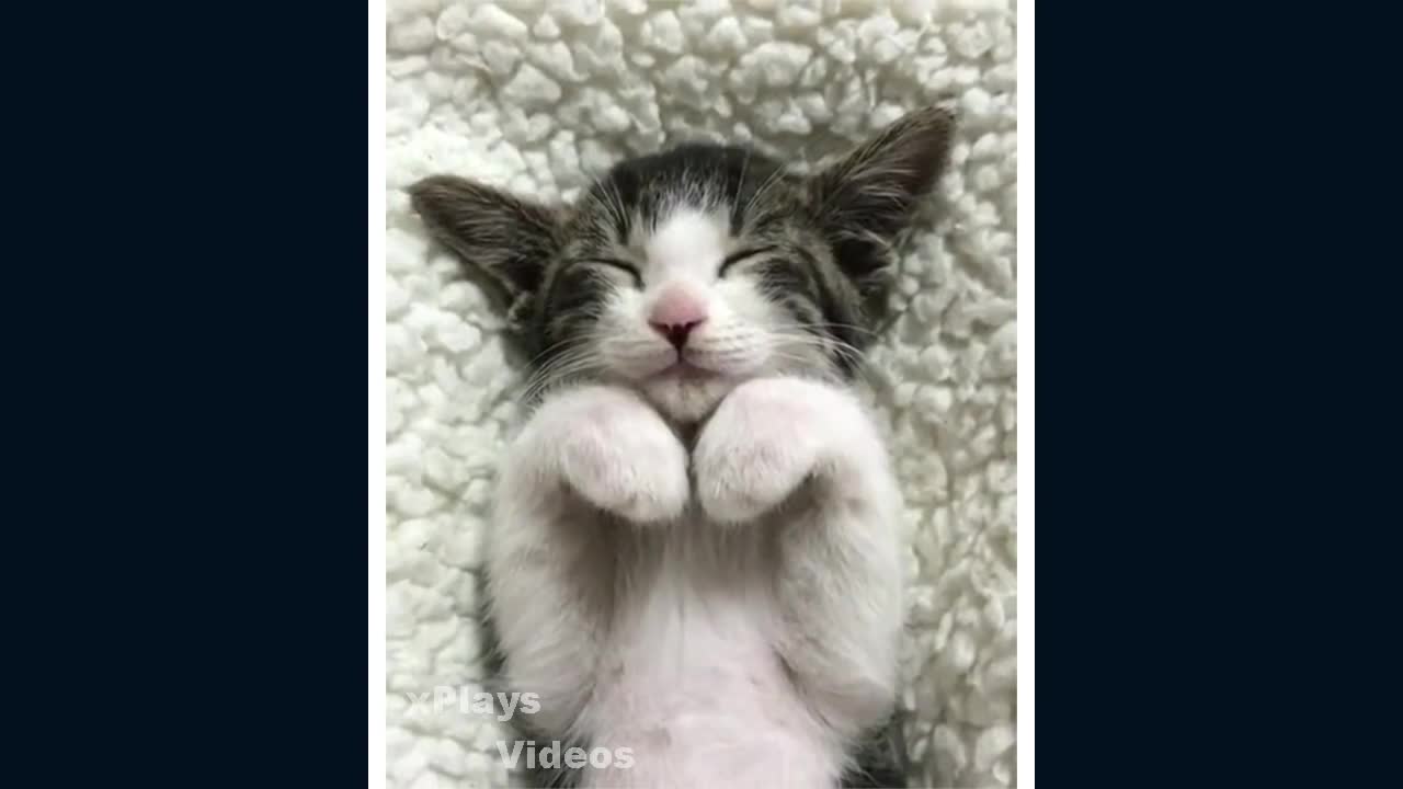 Cute and Cuddly Cats! Must Watch!