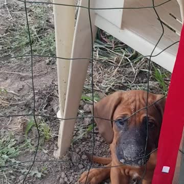 Rhodesian Ridgebacks Mister & Tickle: "helping" with the landscaping