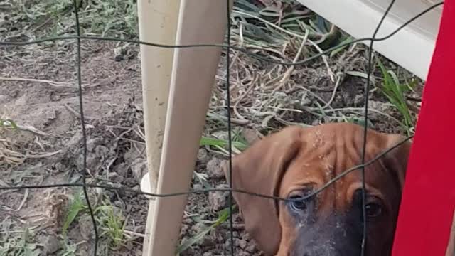 Rhodesian Ridgebacks Mister & Tickle: "helping" with the landscaping